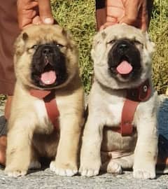 Turkish kangal dog pair 2 month for sale