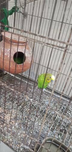 Australian parrot 2 pairs with laying eggs and 2 cages 0