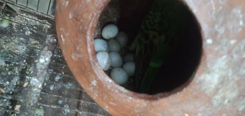 Australian parrot 2 pairs with laying eggs and 2 cages 2