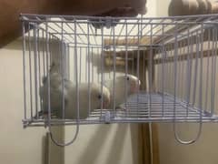 urgent sale only serious buyer contact Breeder pair or Quality bird h