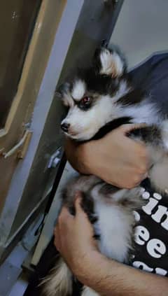 Siberian Husky Puppy Available 0