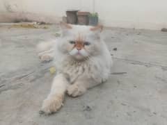 Persian Male cat