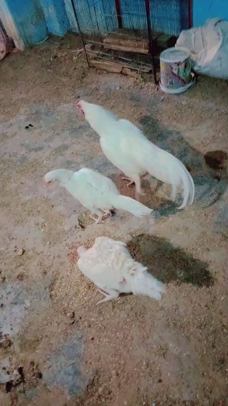 pure paper white heera aseel trio for sale bacho wali murgii for sale 9