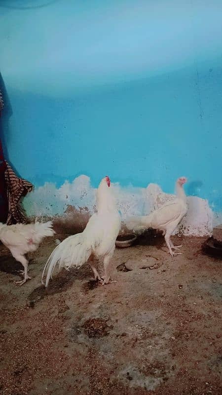 pure paper white heera aseel trio for sale bacho wali murgii for sale 11