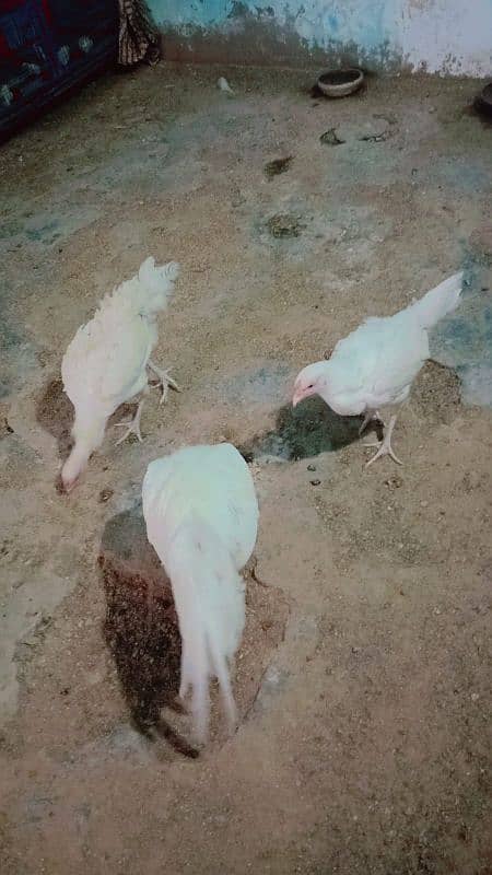 pure paper white heera aseel trio for sale bacho wali murgii for sale 12