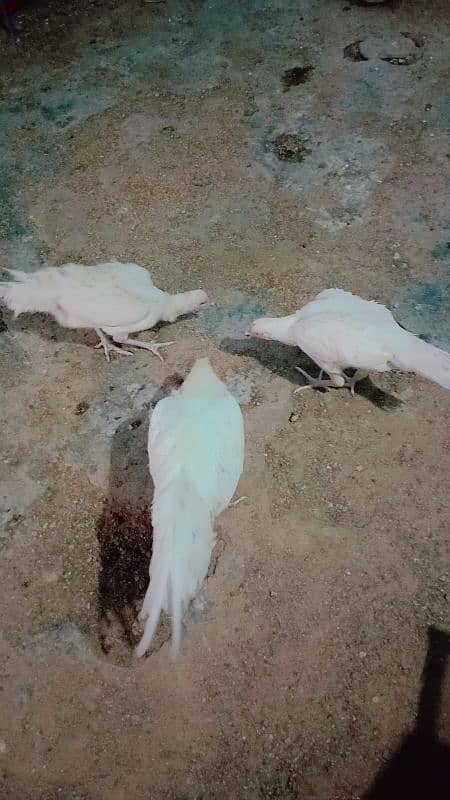 pure paper white heera aseel trio for sale bacho wali murgii for sale 13