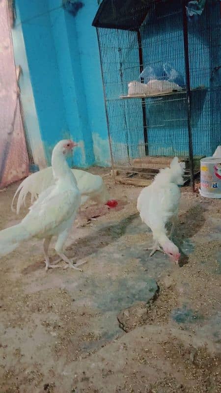 pure paper white heera aseel trio for sale bacho wali murgii for sale 15