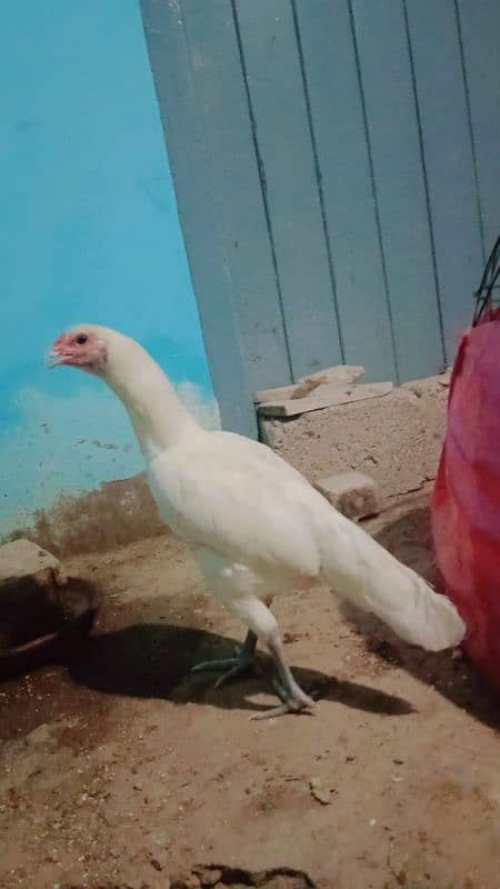 pure paper white heera aseel trio for sale bacho wali murgii for sale 17