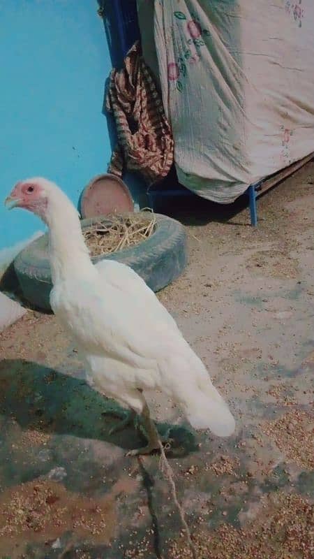 pure paper white heera aseel trio for sale bacho wali murgii for sale 18