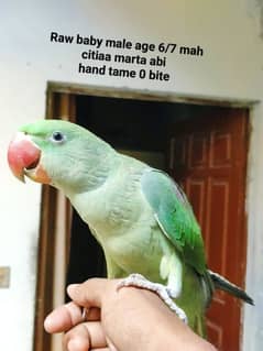 Raw baby male parrot