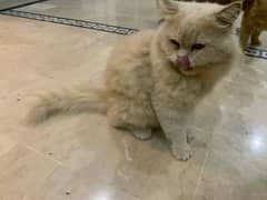 persian cat pair month