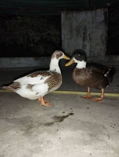 Duck pair