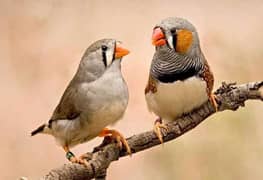 finch pair for sale