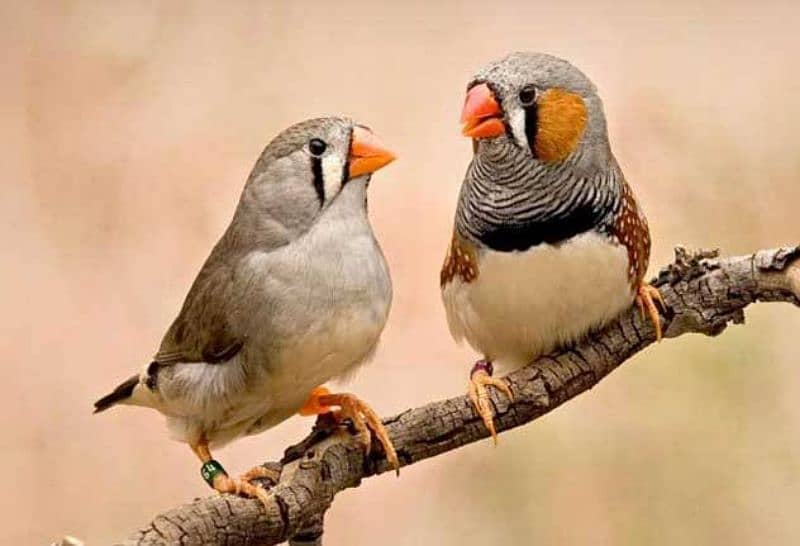 finch pair for sale 0