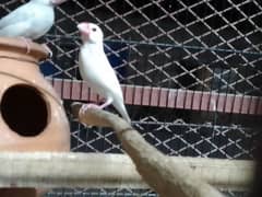 White Java Sparrows