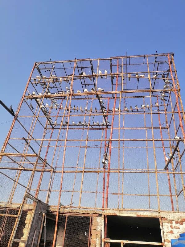 jaal for sale. . . pigeons cage for sale 1