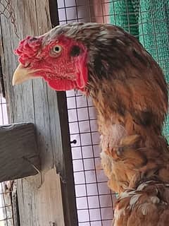 Peela Sindhi Male.