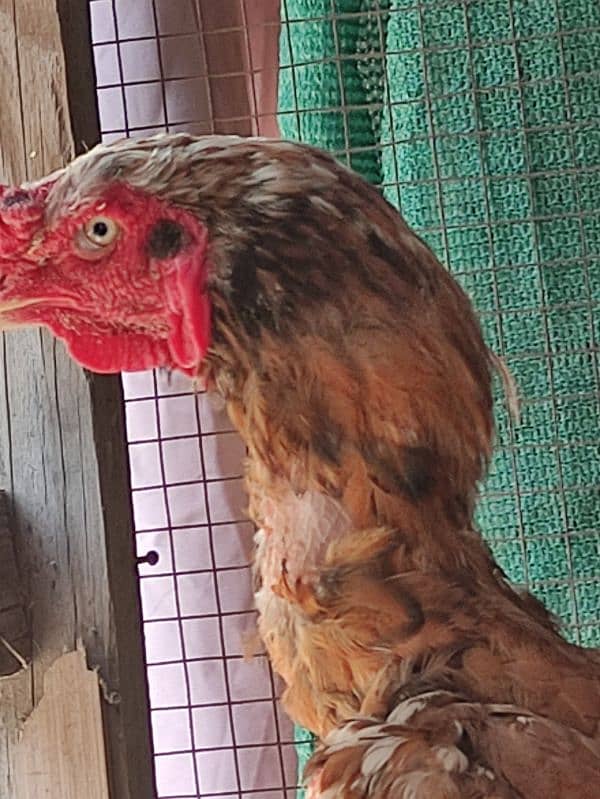 Peela Sindhi Male. 1