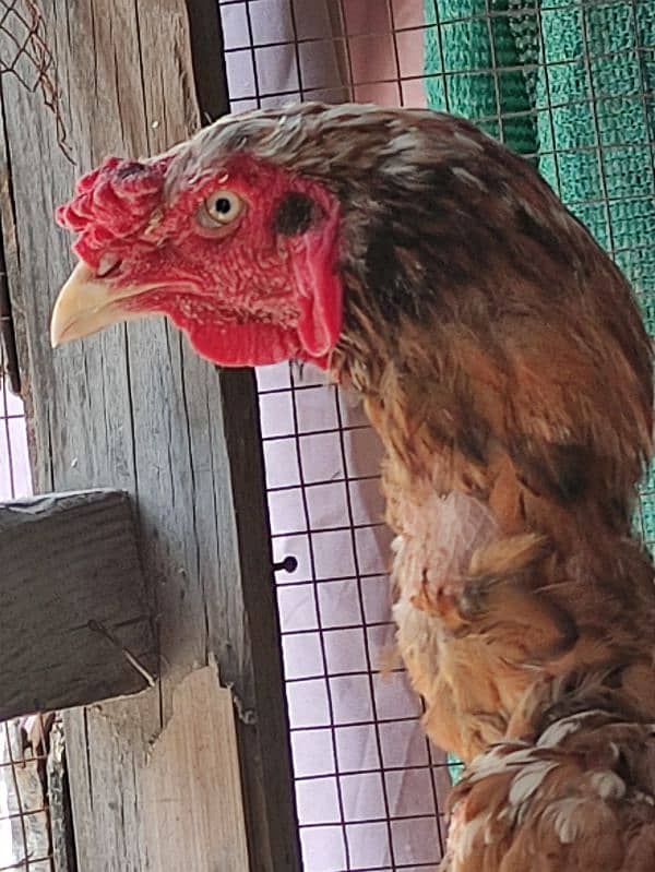 Peela Sindhi Male. 2