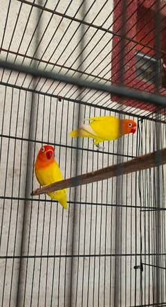 ALL BREEDR PAIR OR READY TO BREED PAIR FOR SALE 65 PAIR 14 CAGES  SALE