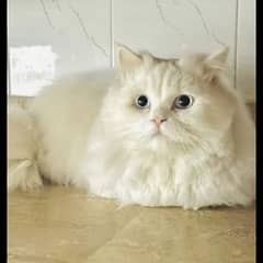 Persian white male cat long coat blue eyes