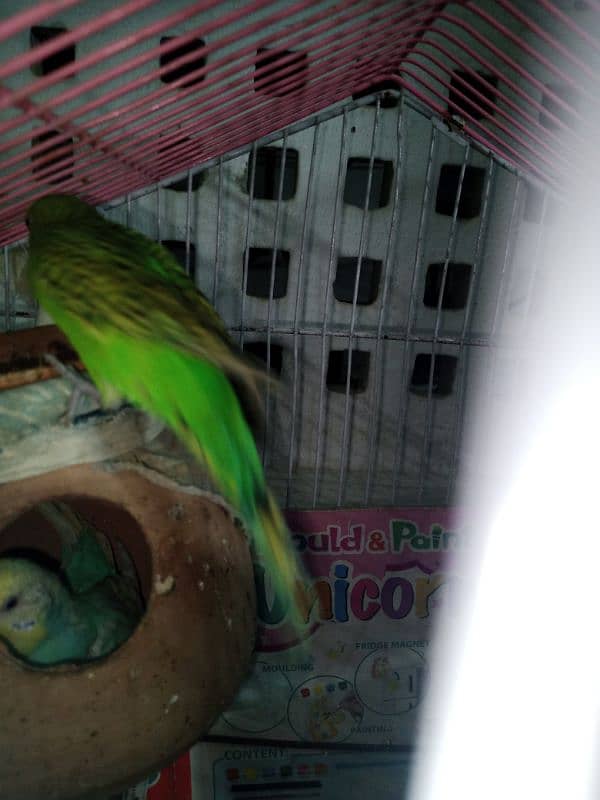 12 budgies and 2 cages for sale 1