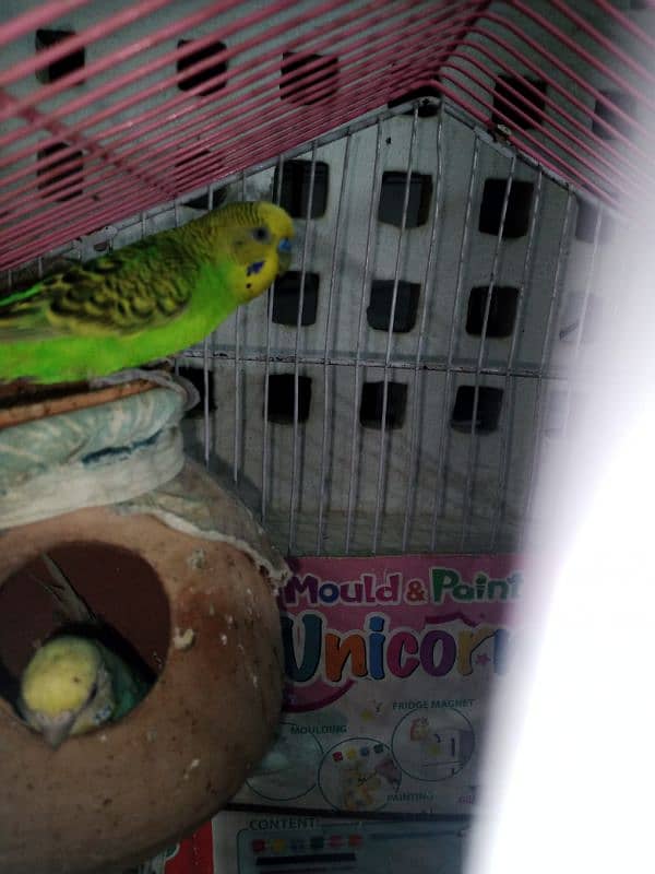 12 budgies and 2 cages for sale 2