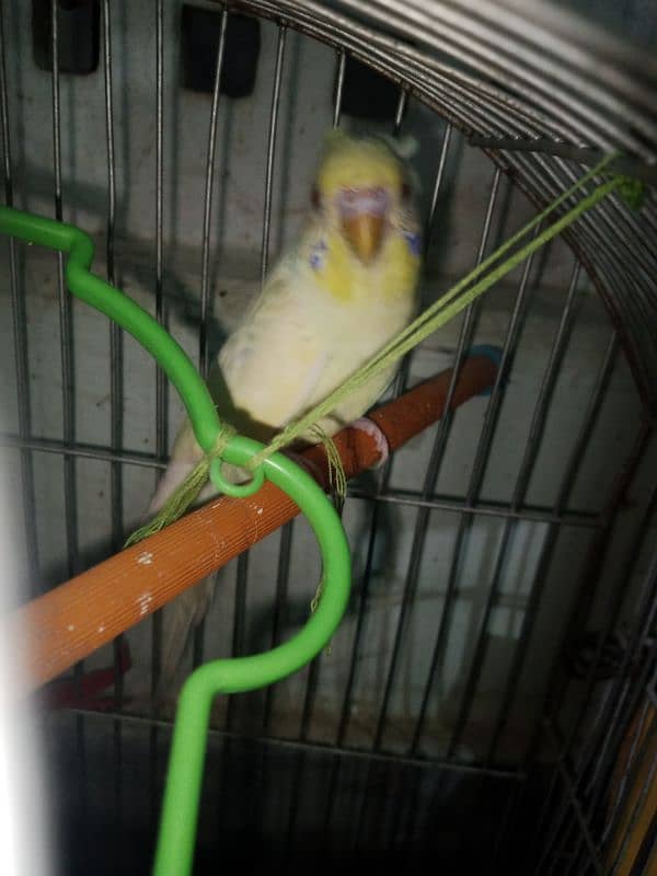 12 budgies and 2 cages for sale 0