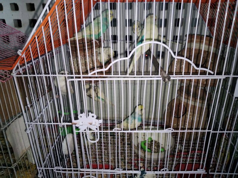 12 budgies and 2 cages for sale 3