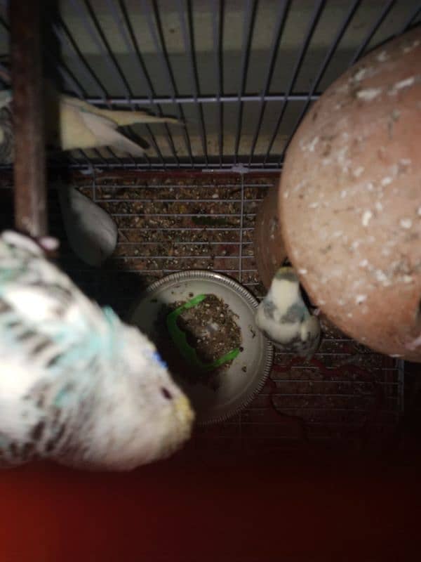 12 budgies and 2 cages for sale 4