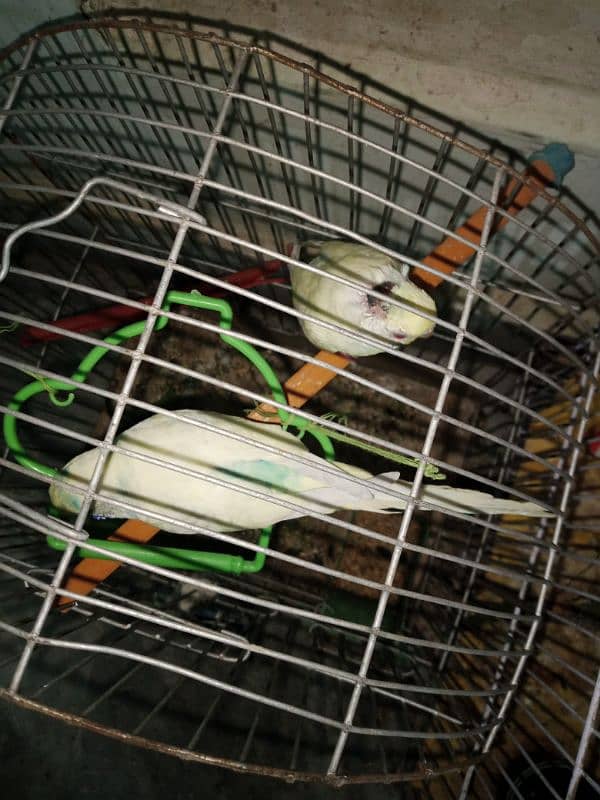 12 budgies and 2 cages for sale 5