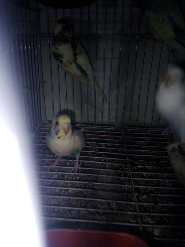 12 budgies and 2 cages for sale 6