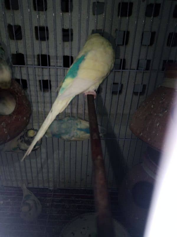 12 budgies and 2 cages for sale 7