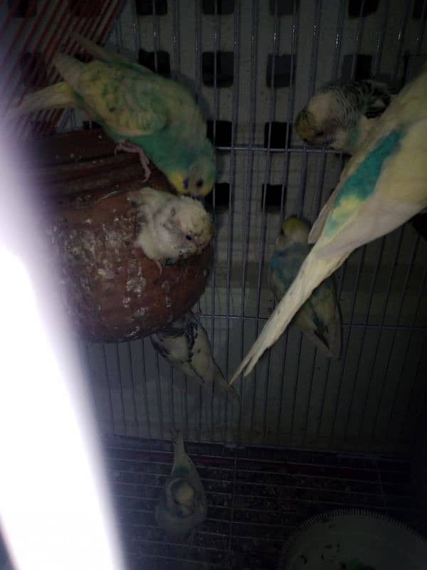 12 budgies and 2 cages for sale 8