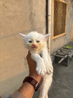 persian cats age 45 days double eyes and gry eyes