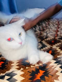 Persian Cats For sale