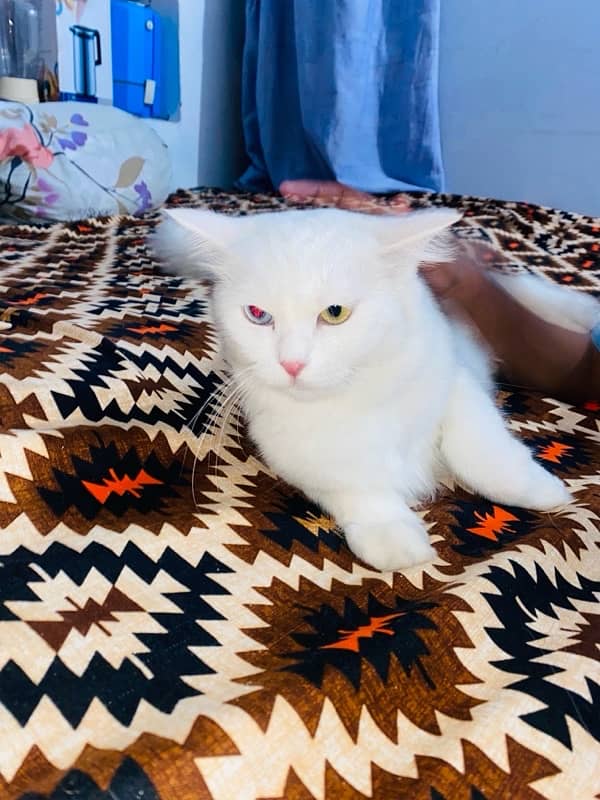 Persian Cats For sale 1