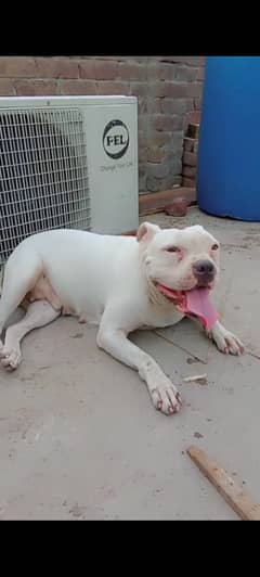 Pitbul bacha for sale 0