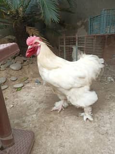 white huge buff eggs for sale