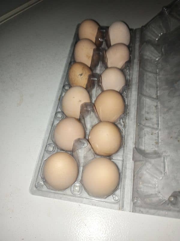 white huge buff eggs for sale 2