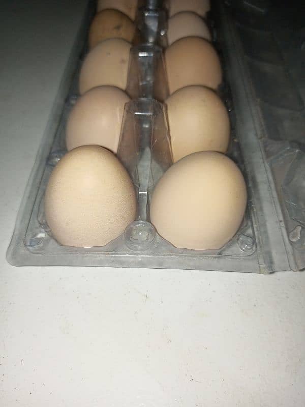 white huge buff eggs for sale 3