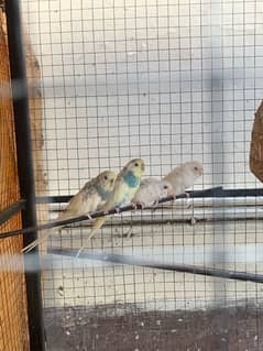 3 pairs budgies red eye