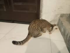 American Shorthair Cat for Sale