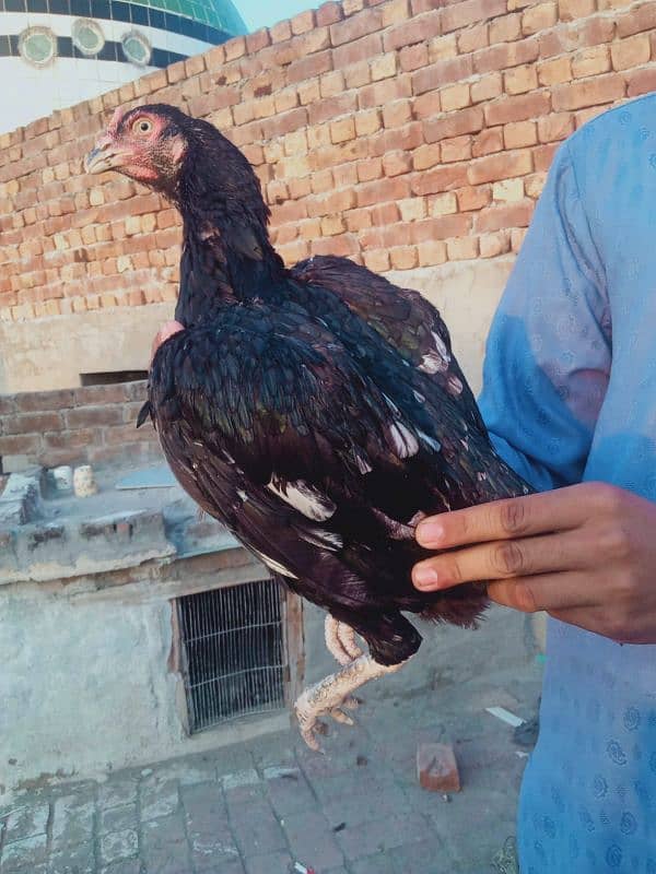 aseel. hen  with one chick 03264987402 2