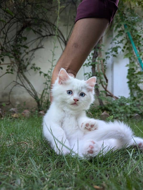 pure white Persian triple coat fluffy blue eyes kitten 0