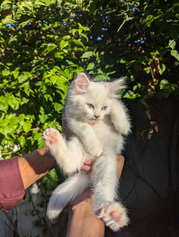 pure white Persian triple coat fluffy blue eyes kitten 1