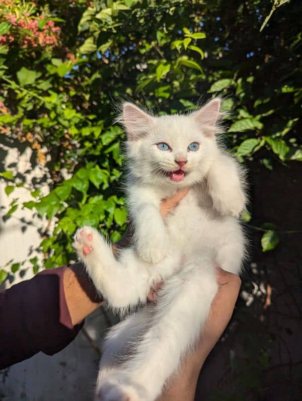 pure white Persian triple coat fluffy blue eyes kitten 2