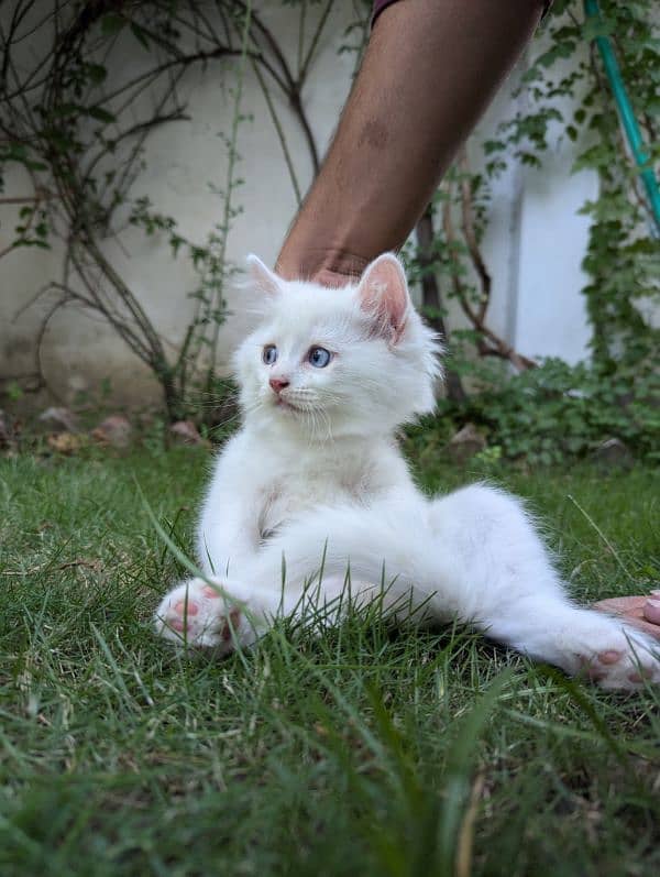 pure white Persian triple coat fluffy blue eyes kitten 3