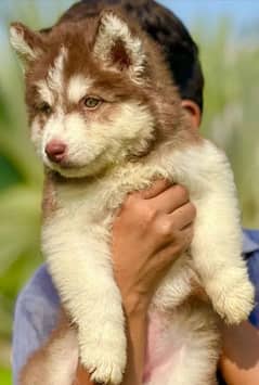 Siberian husky puppi Price 20.500 Final 0