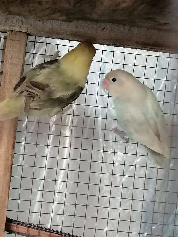 pair for sale urgent 0